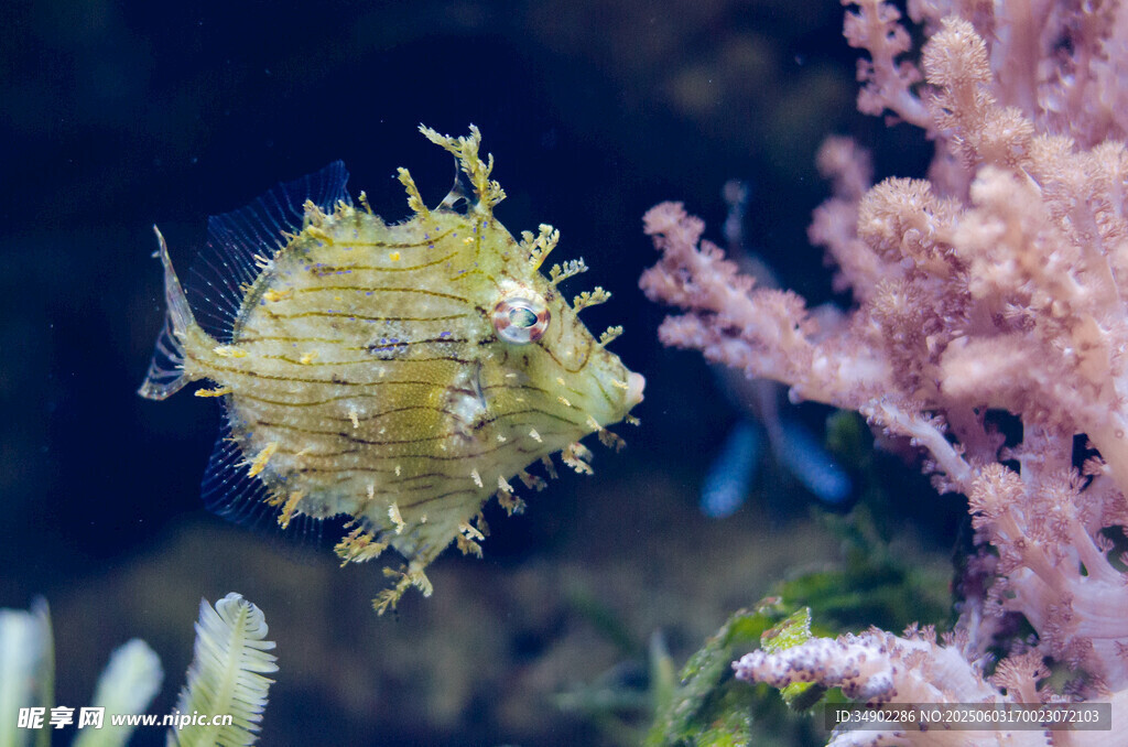 海洋中的黄色奇异小鱼