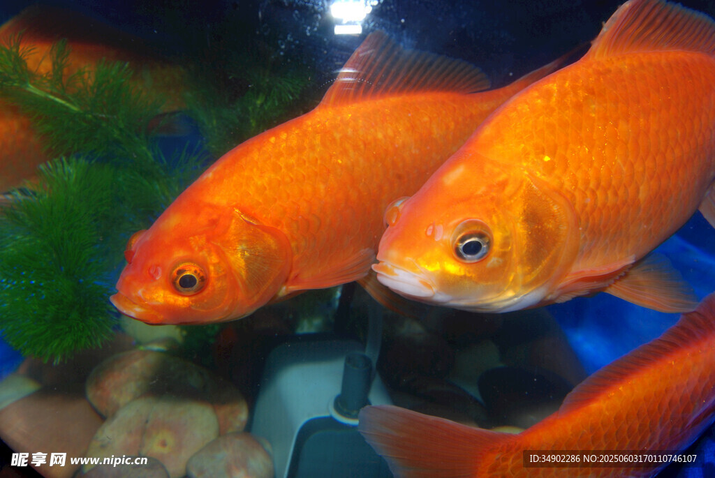 双尾金鱼悠游于水族箱