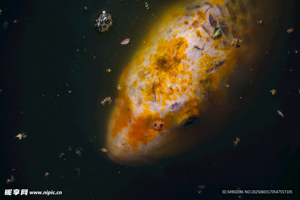奇异橙色斑点海洋生物