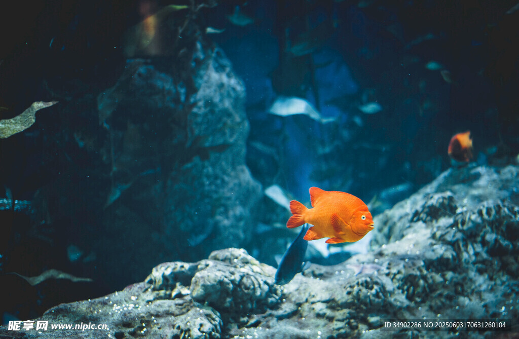 水族馆中的橙色小鱼