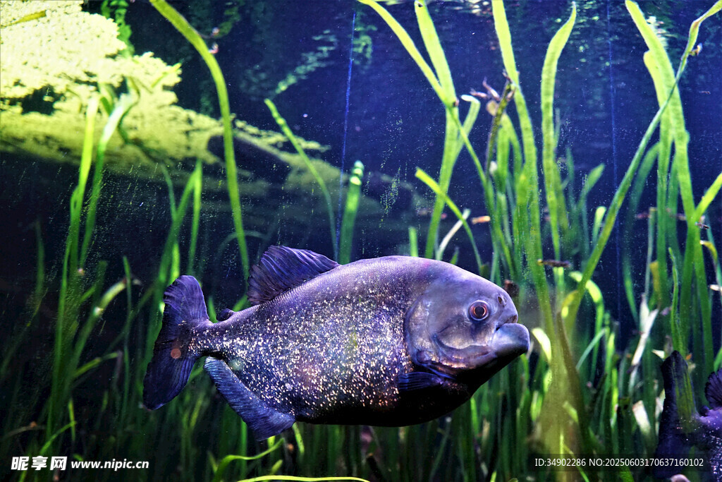 水族箱中的黑色观赏鱼