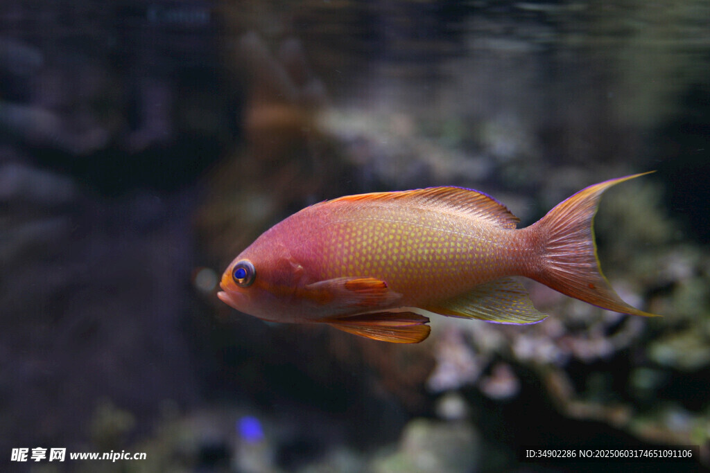 艳丽观赏鱼水中悠游