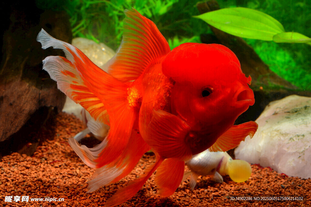 艳丽红金鱼于水族箱中
