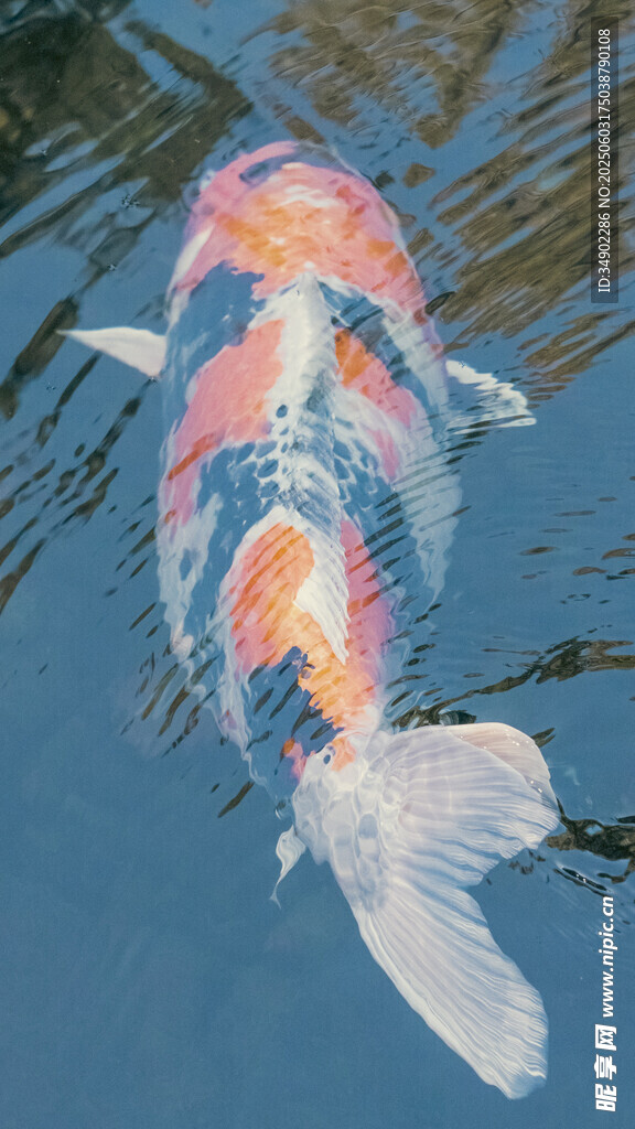水中锦鲤色彩斑斓
