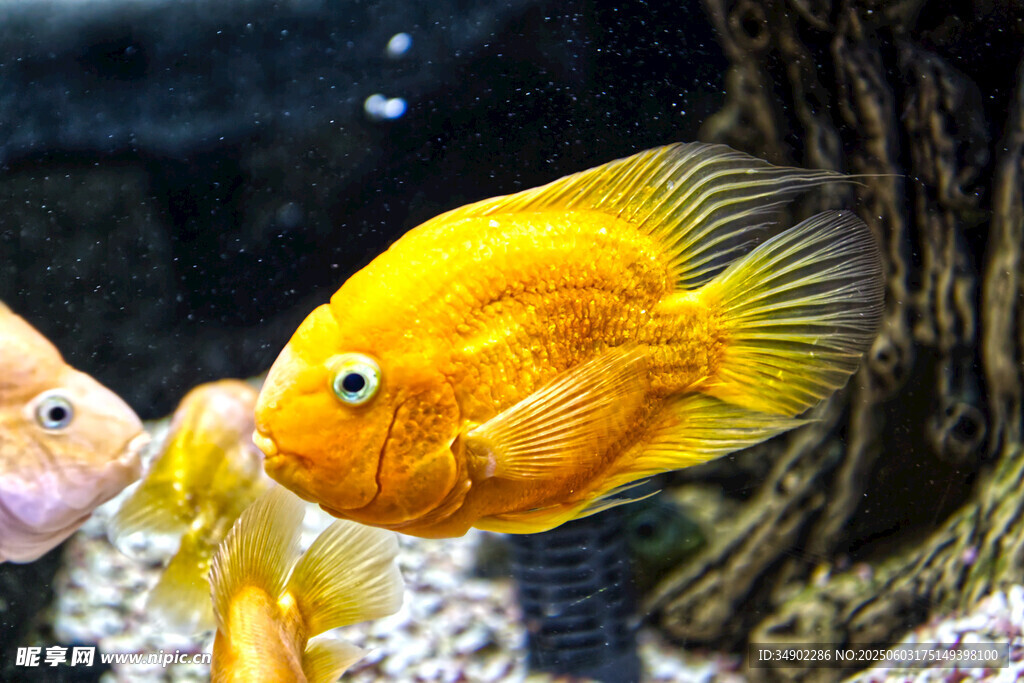 金黄鹦鹉鱼在水族箱中