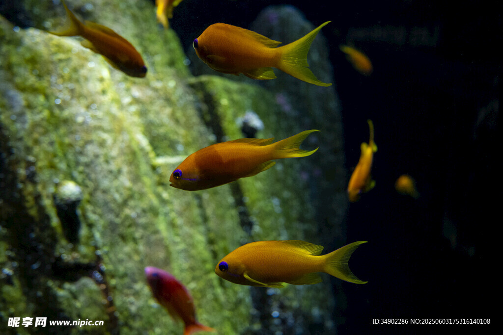 水族馆中游动的橙色小鱼