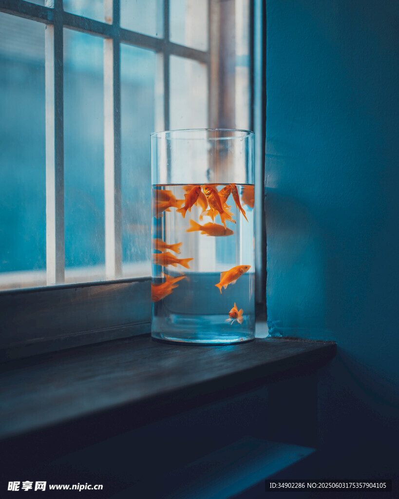 窗边金鱼缸中的灵动金鱼