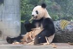 熊猫惬意享用美味竹子