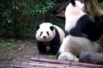 两只憨态可掬的大熊猫