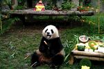 憨态熊猫坐享美食