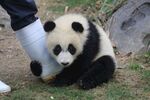 受伤熊猫坐地模样惹人怜