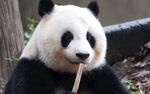 熊猫惬意啃食竹子