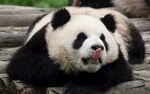 吐舌卖萌的可爱大熊猫
