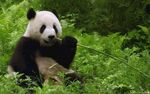 熊猫坐于翠绿草丛中