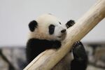 熊猫宝宝抱竹竿可爱模样