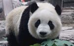 可爱大熊猫进食瞬间