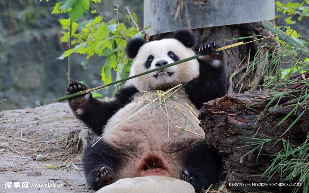 憨态熊猫惬意享用竹子