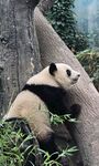 熊猫倚树享受悠闲时光