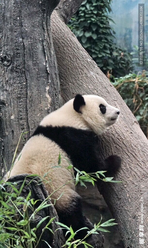 熊猫倚树享受悠闲时光