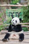 悠闲熊猫坐享惬意时光