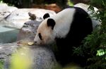 熊猫专注进食可爱瞬间