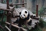 熊猫惬意坐于木制设施上