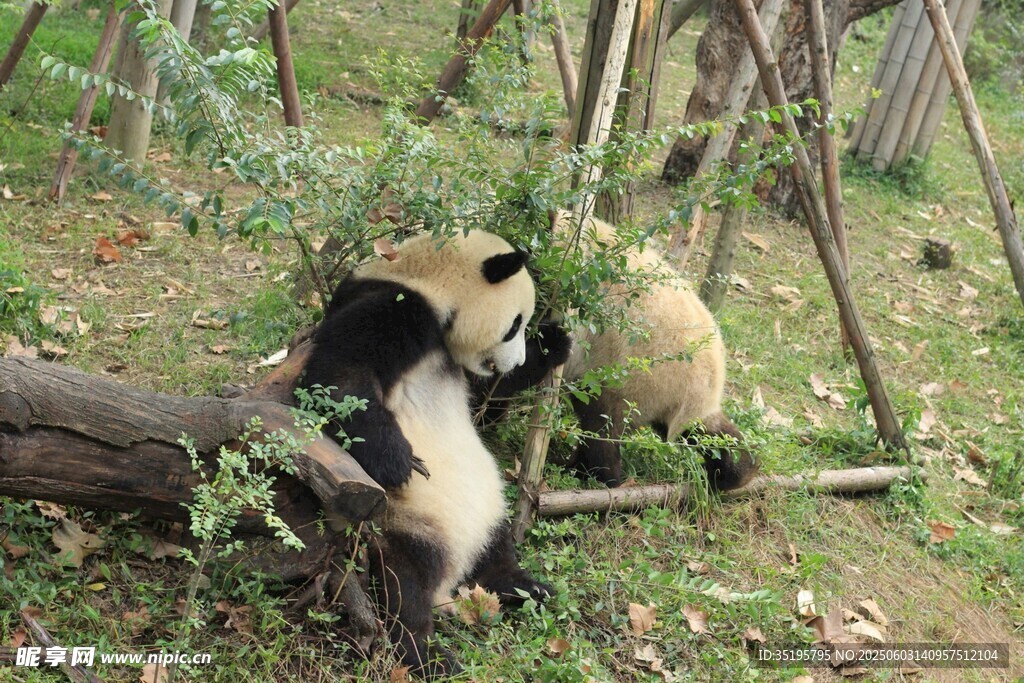 两只熊猫在户外玩耍