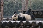 憨态熊猫惬意躺木架上