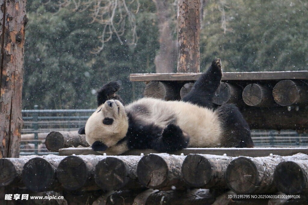 憨态熊猫惬意躺木架上