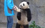 饲养员喂食站立大熊猫