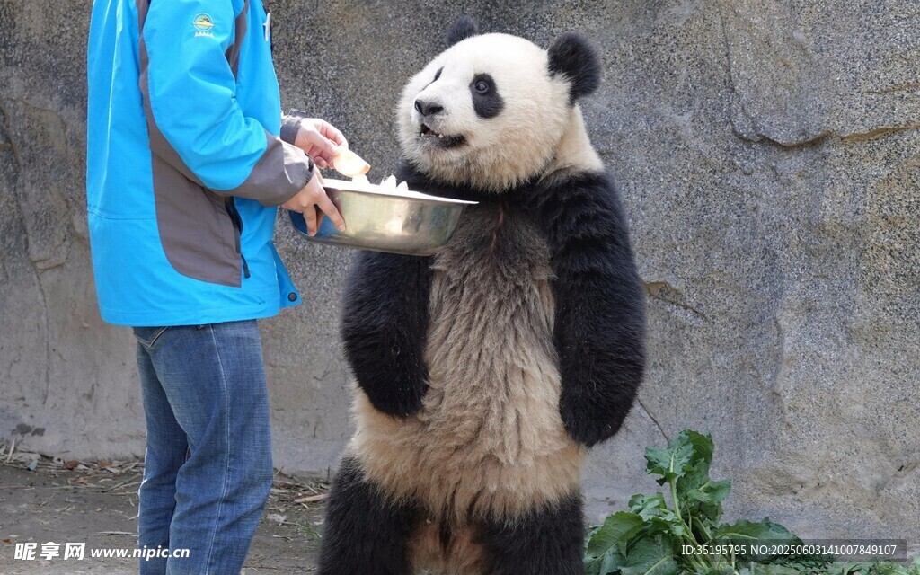 饲养员喂食站立大熊猫