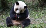 熊猫惬意进食于绿意间