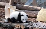 憨态熊猫躺卧木堆旁