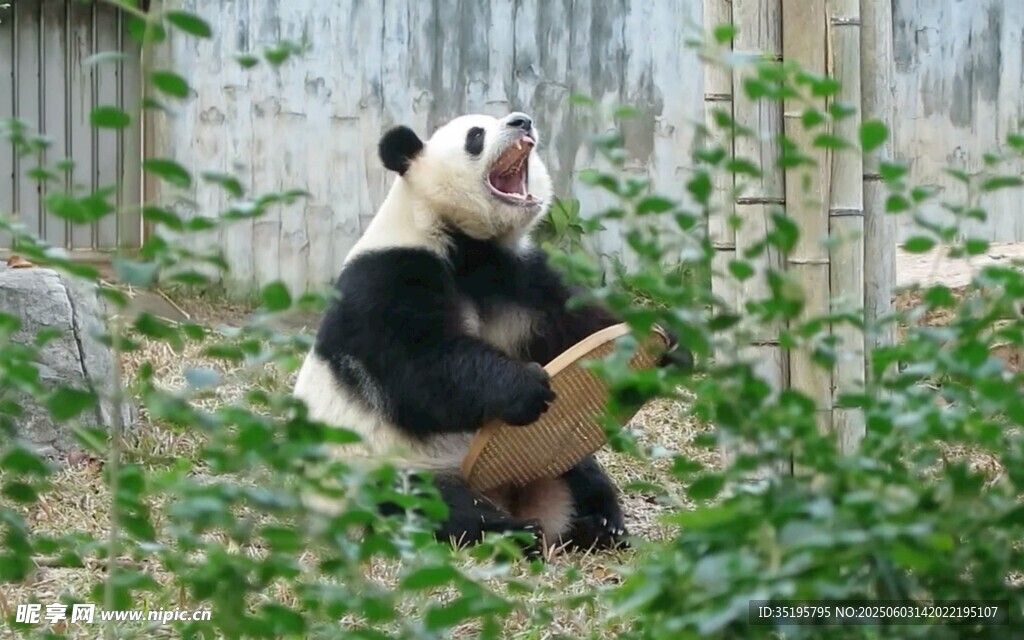 熊猫悠闲进食竹子