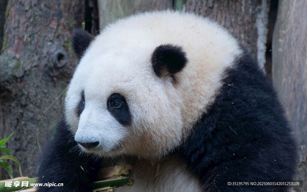 憨态可掬的大熊猫