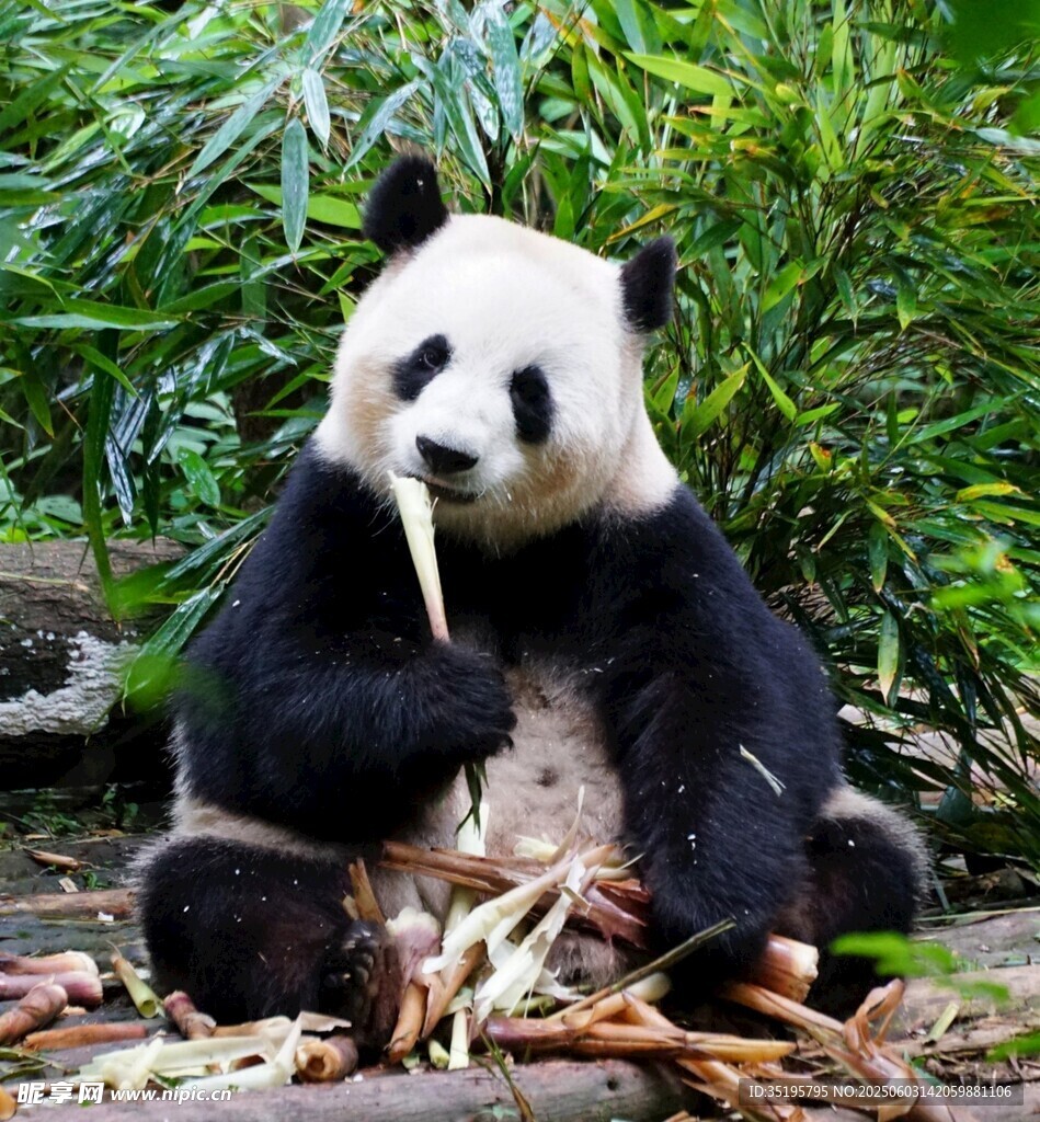 熊猫惬意享用美味竹子