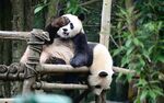 两只熊猫惬意坐于木架上