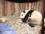 熊猫躺卧在稻草堆中