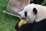 熊猫惬意享用美味玉米