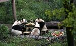 熊猫聚餐享美食