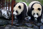 两只憨态可掬的大熊猫