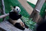 熊猫惬意坐木台享美食