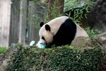 熊猫低头进食绿植