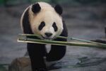 熊猫衔竹憨态可掬