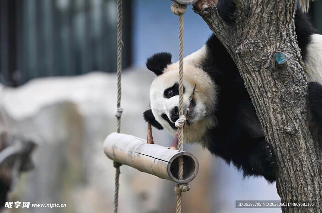 熊猫树上玩耍啃咬竹筒