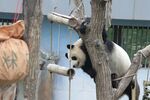 熊猫树上玩耍憨态可掬