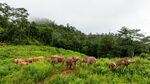 山间绿野中的动物群