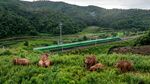 山间绿野中的牛群风景