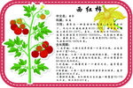 西红柿