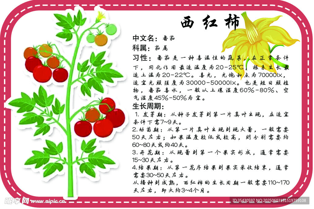 西红柿
